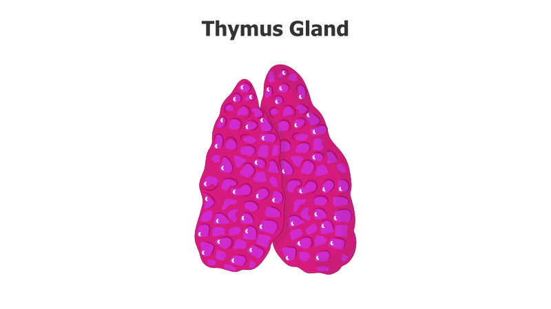 Thymus Gland Illustration