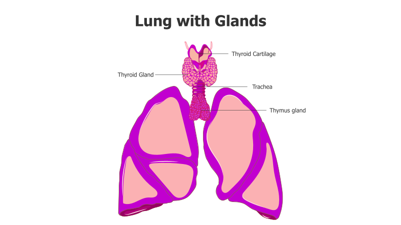 Lungs and Gland Anatomy