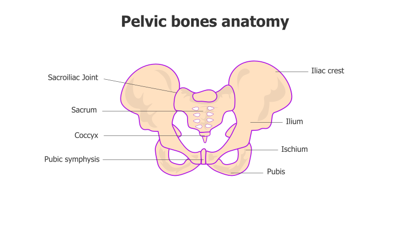 Pelvic Bone Anatomy Diagram