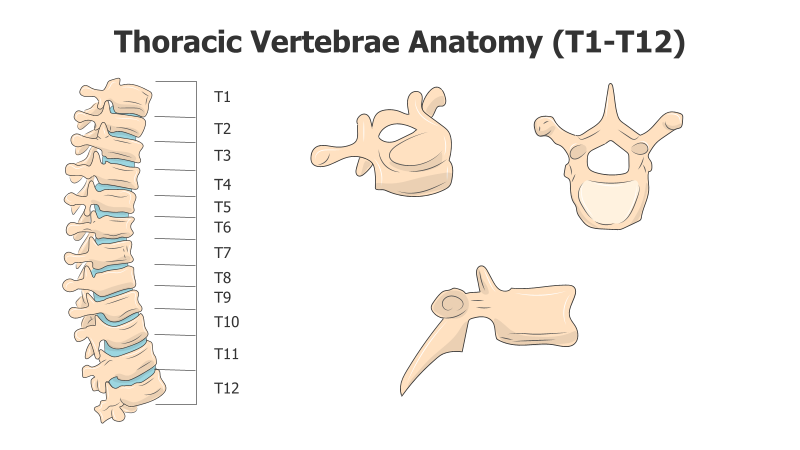 Thoracic Vertebrae Anatomy Illustration