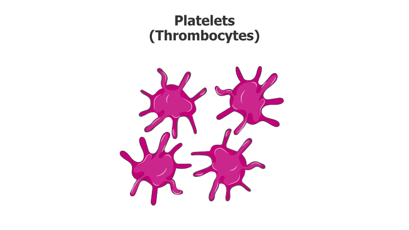 Platelet Illustration