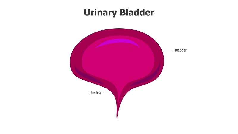 Urinary Bladder Anatomy