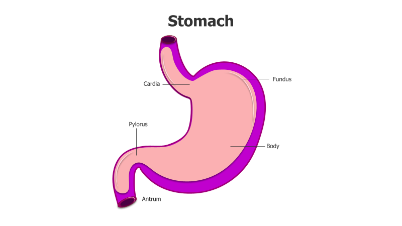 Stomach Anatomy Illustration