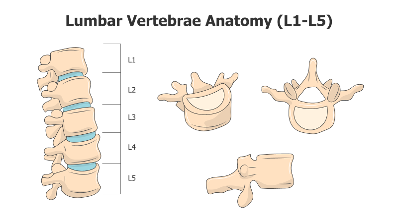 Lumbar Vertebrae Anatomy Illustration