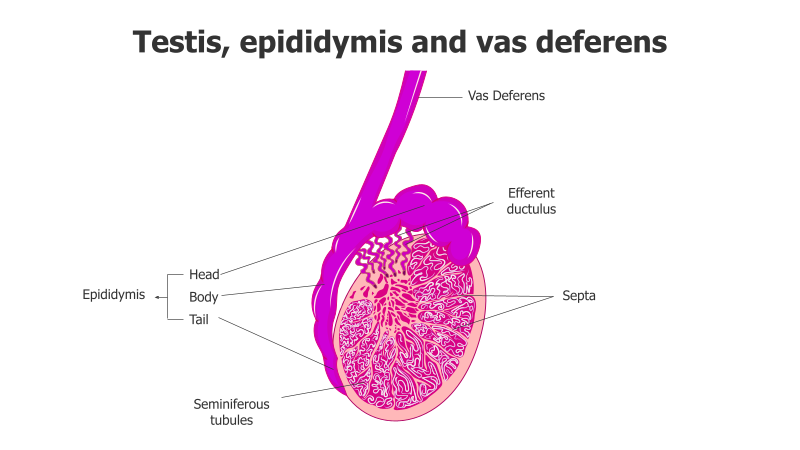 Male Reproductive System Anatomy