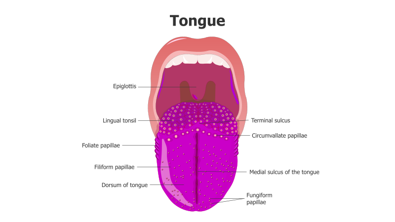 Tongue Anatomy Illustration