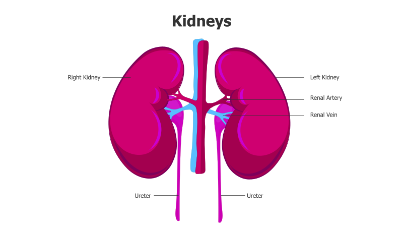 Human Kidneys Diagram