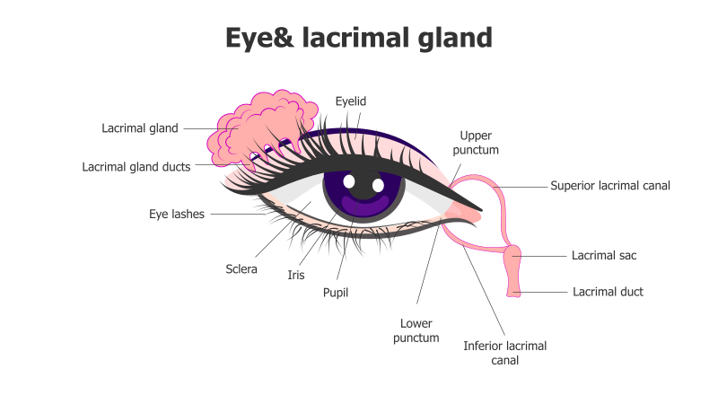 Human Eye & Lacrimal Gland Anatomy