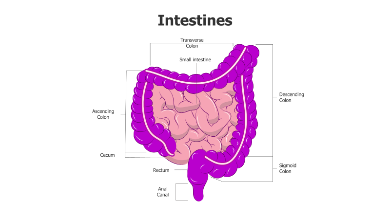 Human Intestines Diagram