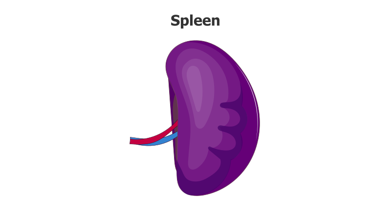 Spleen Illustration