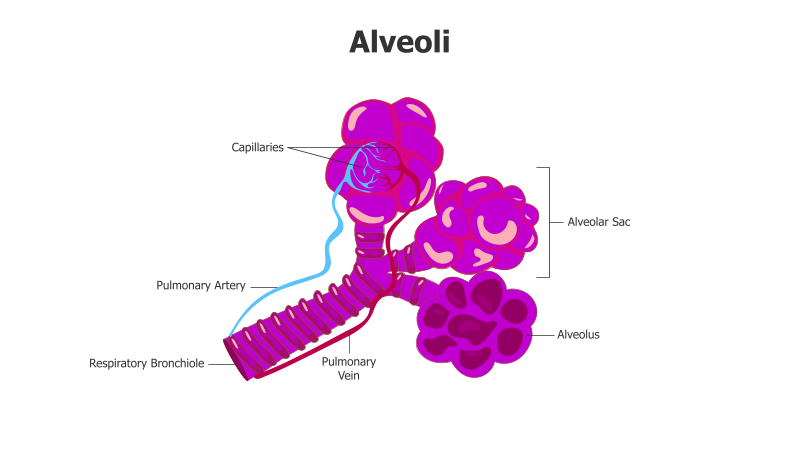 Alveoli Diagram