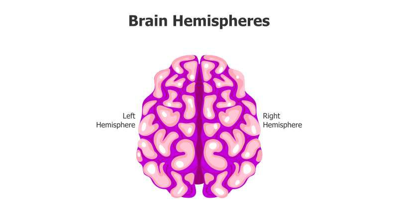 Brain Hemispheres Illustration